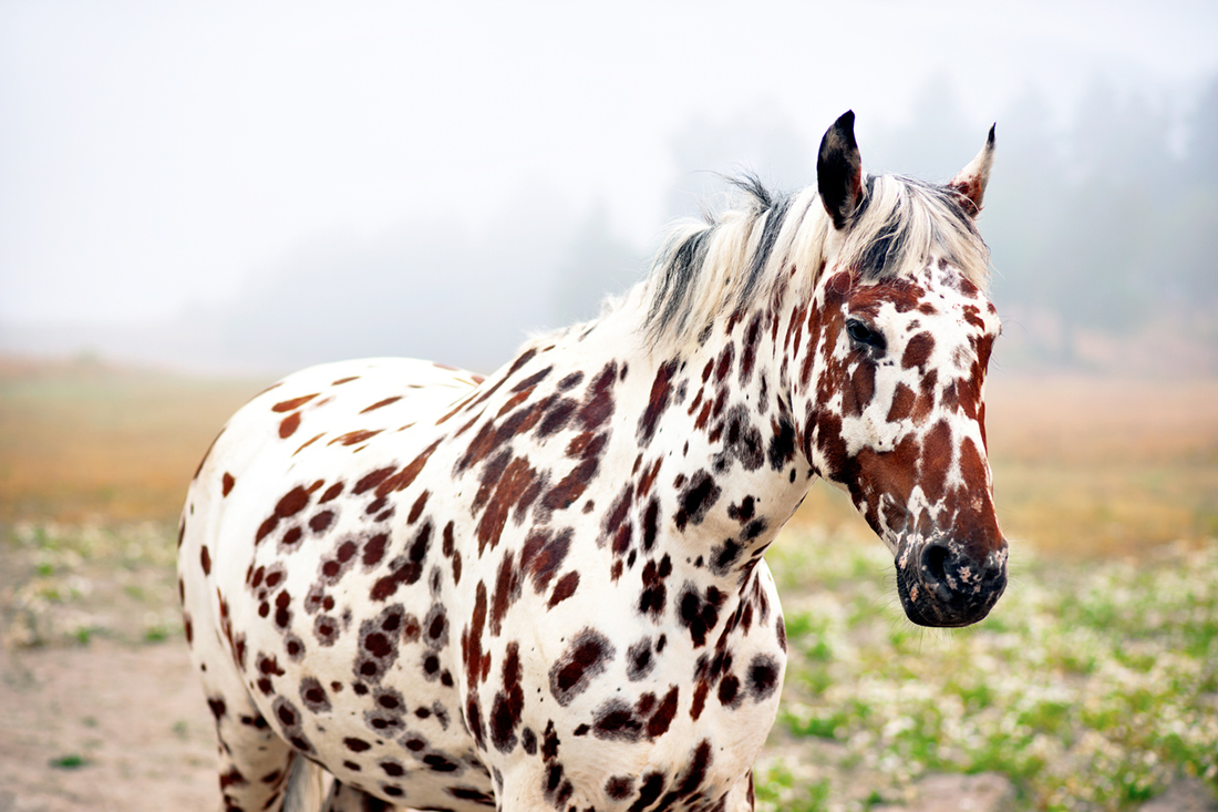 Best Horse Breed